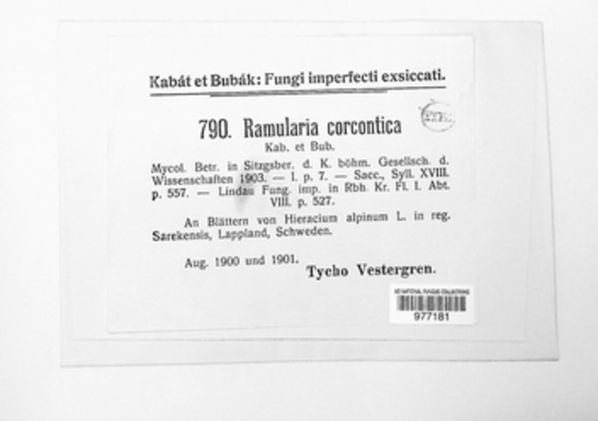 Ramularia corcontica image